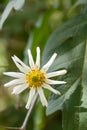 Mexican Tree Daisy Montanoa bipinnatifida, close-up white flower